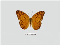 藏品(琺蛺蝶)的圖片